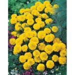 Graines doeillet dinde nain yellow - fleurs doubles - hauteur 25 cm