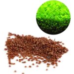 Graines de plantes aquatiques hemianthus callitrichoides - mini feuilles facile  cultiver dcoration ...