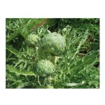 Graine - semence - artichaut gros vert de laon Graine - semence - artichaut gros vert de laon