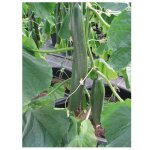 Graine - semence - concombre hyb f1 louisa