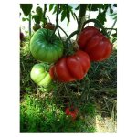 Graine - semence - tomate cerise rouge