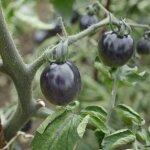 Graines de tomate black cherry - vilmorin