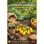 Graines de tomate cerise yellow pear