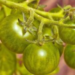 Graines de tomate green zebra - sans traitement - vilmorin Graines de tomate green zebra - sans traitement - vilmorin