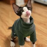 (green / m)? costume de chat sphynx vêtements en coton doux pour bébé automne hiver chaton pour corniche ... (green / m)? costume de chat sphynx vêtements en coton doux pour bébé automne hiver chaton pour corniche ...