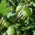 Groseillier � maquereau - ribes uva - crispa 50 / 60cm