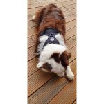 Harnais chien anti traction - pounet - taille l - r�fl�chissant - poign�e rembourr�e - 2 anneaux