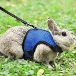 Harnais lapin r�glable harnais souple en laisse pour lapin harnais de lapin en maille gilet hamster avec ...