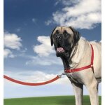 Harnais xl easy walk - rouge - pour chien