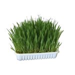 Herbe  chat a cultiver 100 g