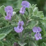 Herbe aux chats - menthe des chats nepeta