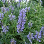 Herbe aux chats - menthe des chats nervosa Herbe aux chats - menthe des chats nervosa