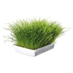 Herbe  chat tendre 100 g en barquette - animallparadise