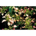 Hortensia grimpant hydrangeo�des rose sensation� trarose godet - fleur rose