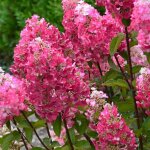 Hortensia paniculata framboisine � rensam hydrangea paniculata