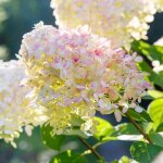 Hortensia paniculata phantom - hydrangea paniculata phantom 60 / 80 cm pot 3l