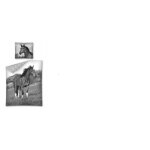Housse de couette pour enfant horse riding + taie doreiller + 140x200 + 70x80 cm + 100% coton + parure ...