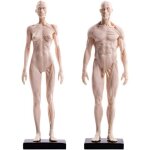 Human anatomy figure - femme et homme modle musculo - squelettiques anatomie - humain muscle anatomical ...