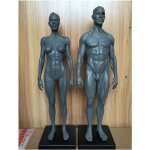 Human anatomy figure - muscle humain squelette modle anatomique 118 pouces homme muscle modle dos - ...