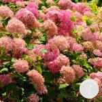Hydrangea arborescens pink annabelle - hortensia - arbuste - rustique ? d19 cm - h40 - 50 cm