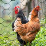 Idmarket grillage pour poules vert 1x25m maille 25mm triple torsion clôture souple jardin animaux Idmarket grillage pour poules vert 1x25m maille 25mm triple torsion clôture souple jardin animaux
