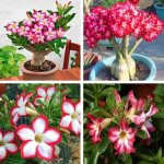 Jl 5pcs adenium obesum desert rose fleur plante graines balcon bonsai dcor de jardin - jlbdh824a3232 ...