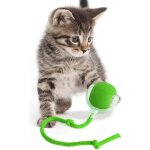 Jouet interactif pour chat - jouet pour chat dint�rieur - jouet laser intelligent avec lumi�re led chats ...