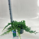 Juniperus procumbens ?nana? - gen�vrier 25 - 30 cm pot