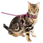 Ensemble laisse harnais pour chats rose - kerbl - petit - extérieur Ensemble laisse harnais pour chats rose - kerbl - petit - extérieur