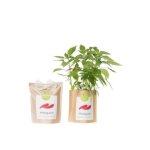 Kit bio prt  pousser piments
