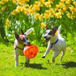 Jouet - kong - jumbler ball m - l - caoutchouc thermoplastique - balle de tennis intgre - pour chien ...