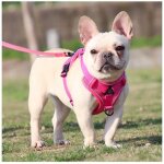 Laisse harnais pour petit chat et chien harnais rsistant  la traction avec bandes rflchissantes rglables ...