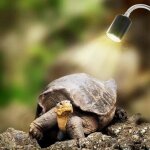 Lampe chauffante - acier - tortue - 25w - uva uvb - rotation 360�