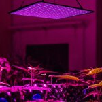Lampe de culture - a95 - led  spectre complet - 1000w - efficacit nergtique - refroidissement en ...