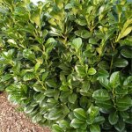 Laurier - cerise etna - prunus laurocerasus etna en pot 60 / 80cm