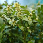 Laurier cerise rotundifolia - prunus laurocerasus rotundifolia 80cm en pot