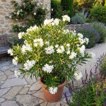 Laurier - rose (nerium oleander) - fleurs blanches - plantes jardin - plantes terrasse - p. 26�cm