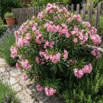 Laurier - rose (nerium oleander) - fleurs roses - plantes jardin - plantes terrasse - p. 26�cm