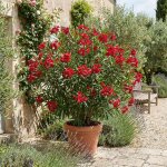 Laurier - rose (nerium oleander) - fleurs rouges - plantes jardin - plantes terrasse - p. 26�cm