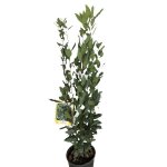 Laurus nobilis - buisson de laurier - 60 - 80 cm en pot
