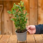 Laurus nobilis laurier vrai plante aromatique buissonnante � feuilles persistantes en pot 14 cm