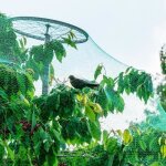 Leu anti - oiseaux filet de volire maille 4 * 10m protection pour plante lgume fruit tang jardin