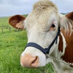 Licol am�ricain en cuir noir pour vache laiti�re kamer