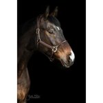 Licol anatomique cuir kentucky - chocolat - cob