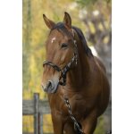 Licol + longe norton tress� - couleur : beige / chocolat / noir taille : cheval