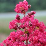 Lilas des indes braise d�t� indybra lagerstroemia