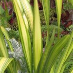 Lin de nouvelle - z�lande tricolor phormium