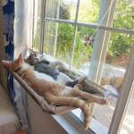 Hamac pour chat - hiqualicwindbed - en toile respirante - avec ventouses - intérieur - petit Hamac pour chat - hiqualicwindbed - en toile respirante - avec ventouses - intérieur - petit