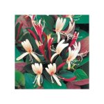 Lonicera heckr. american beauty - ch�vrefeuille grimpant american beauty 80 - 100 cm pot