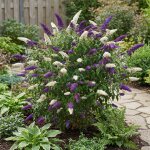 Lot de 2 - buddleja davidii duo violet et blanc - arbre aux papillons - h. 30 - 40 cm - p. 17 cm